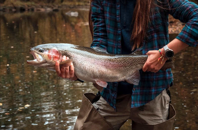 A Monstrous West Virginia Trout