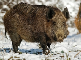 Boar in West Virginia