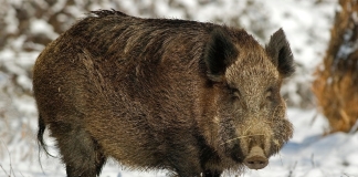 Boar in West Virginia