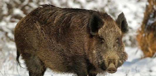 Boar in West Virginia