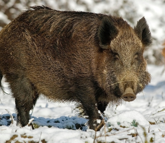 Boar in West Virginia