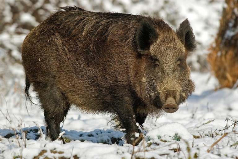 W.Va. sets final segment of 2024-'25 wild boar archery, firearms seasons