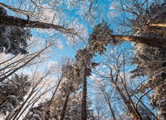 Canaan Valley by Tyler Evert