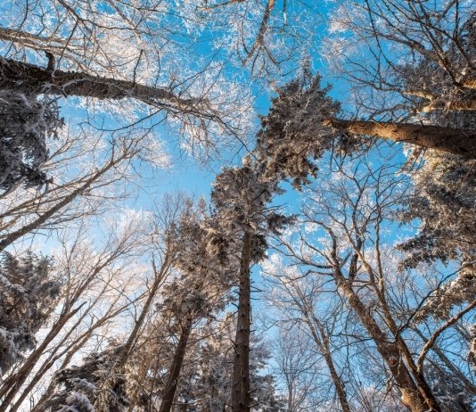 Canaan Valley by Tyler Evert