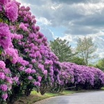 Catawba Rhododendron (NPS)