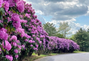 Catawba Rhododendron NPS