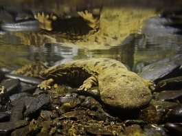 Hellbender salamander in West Virginia