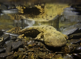 Hellbender Salamander In West Virginia