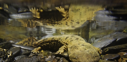 Hellbender salamander in West Virginia