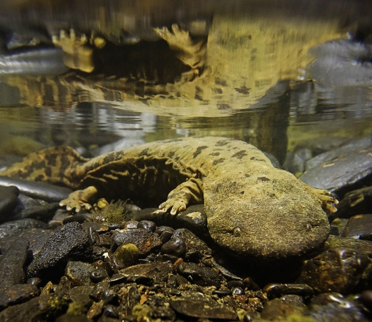 Hellbender salamander in West Virginia