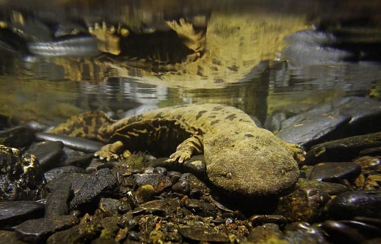 Monster “hellbenders” are lurking in West Virginia’s cleanest streams