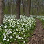 Colony of trillium in West Virginia