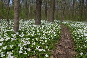 A colony of trillium flowers along a woodland path in West Virginia. A Jack-in-the-pulpit flowers in the West Virginia forest. 