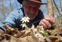 West Virginia Explorer editor David Sibray examines a bloodroot flower in the New River Gorge in West Virginia.