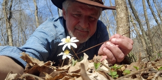 West Virginia Explorer editor David Sibray examines a bloodroot flower in the New River Gorge in West Virginia.