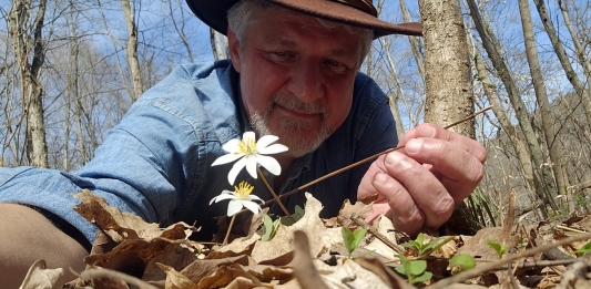 West Virginia Explorer editor David Sibray examines a bloodroot flower in the New River Gorge in West Virginia.