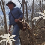 David Sibray hikes past bloodroot flowers