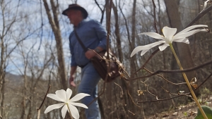 Bloodroot flowers blossom along the Big Branch trail in the New River Gorge near Hinton, West Virginia.