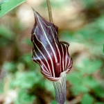 Jack-in-the-pulpit in West Virginia