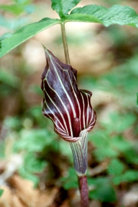 A Jack-in-the-pulpit flowers in the West Virginia forest. (Photo courtesy Barry Glick)