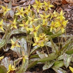 Trout Lilly