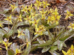 A colony of trout lilly flowers in the West Virginia Forest. (Photo courtesy Barry Glick)