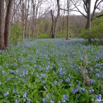 mertensia virginica