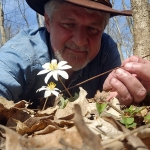 David Sibray examines a bloodroot flower