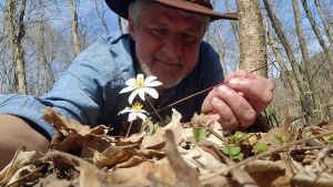 David Sibray examines a bloodroot flower, one of the first wildflowers to bloom along the trail.