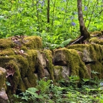 Virginia bluebell on Big Branch Trail