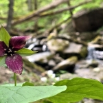 Wildflowers on Big Branch Trail