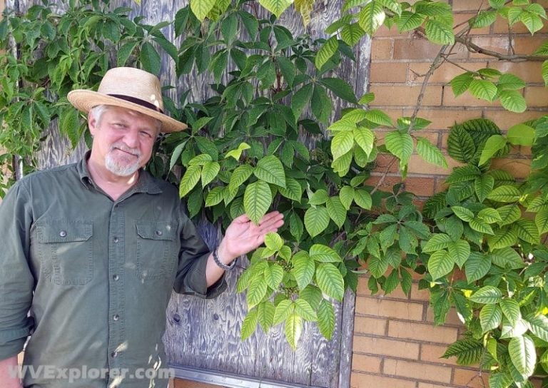 A lush poison ivy vine climbs on a building in West Virginia. Five-leaved Virginia creeper grows behind it.