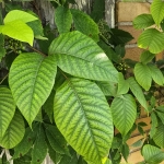 Poison Ivy in West Virginia