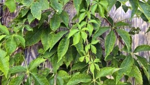Virginia creeper, which has five leaves, is often confused with poison ivy, which has three leaves.