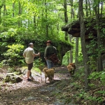 Woodland walk near New River Gorge