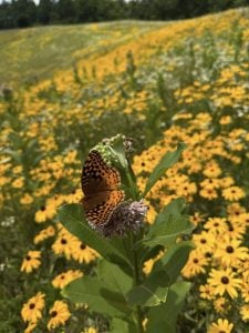 A butterfly alights on a milkweed in a field of Black Eyed Susan.
