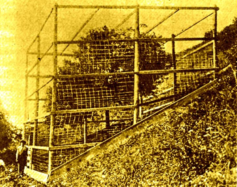 Grimes Golden and Golden Delicious apple trees were discovered in West Virginia.