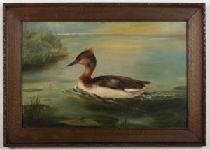 Samantha Atkeson's painting on an Eared Grebe, possibly painted from a specimen collected by her son Albert Sidney Morgan.
