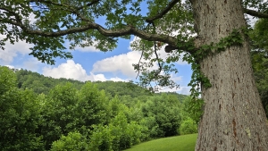 A white oak looks out across the upper valley of Barkers Creek above the McKinney Homestead.