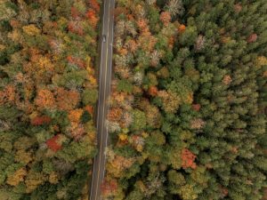 Fall Foliage in the Monongahela National Forest