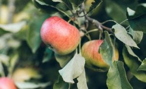 West Virginia Fall Harvest