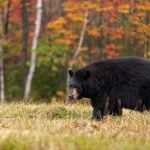 Black bear hunting in West Virginia is one of the state’s most valued outdoor traditions and an essential part of wildlife management.