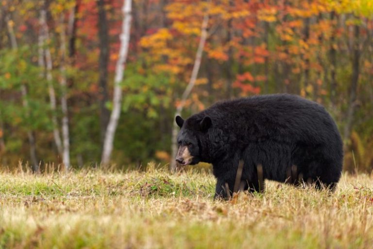Black bear hunting in West Virginia is one of the state’s most valued outdoor traditions and an essential part of wildlife management.