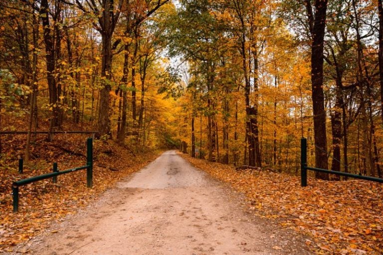 Class Q permits provide expanded hunting access on roads in national forests and state wildlife management areas.