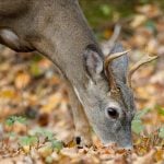 A deer nuzzles the forest floor in West Virginia in search of mast.