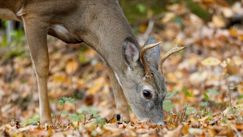 A deer nuzzles the forest floor in West Virginia in search of mast.