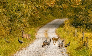 Deer and turkey gather along a road near Indian Mills in southern Summers County, West Virginia.
