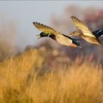 Several migratory bird hunting seasons will open in West Virginia in October, a rite of autumn for many hunters.