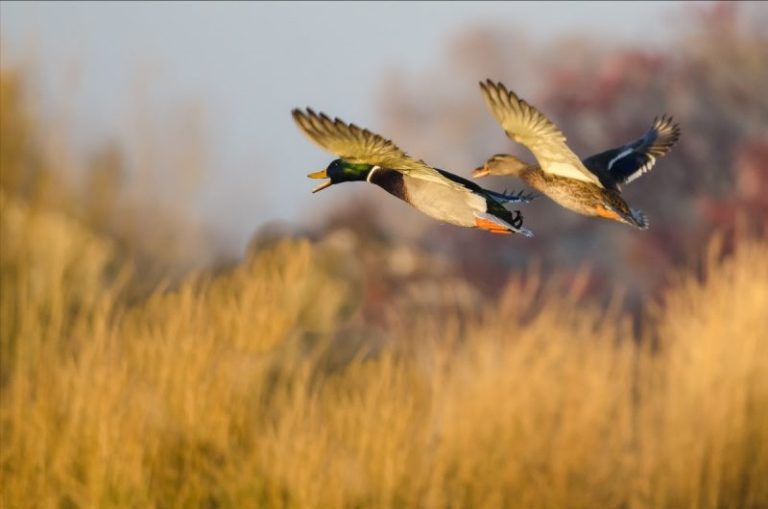 Several migratory bird hunting seasons will open in West Virginia in October, a rite of autumn for many hunters.