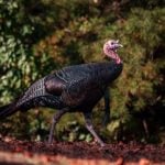 Brett McMillion, director of the W.Va. DNR, says he hopes more wild turkeys appear on dining room tables throughout West Virginia this Thanksgiving. (Photo: W.Va. Dept. of Commerce)